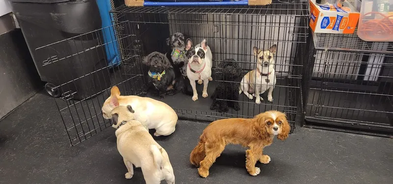 Playground Pups