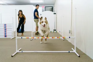 21 Best dog training classes in New York City