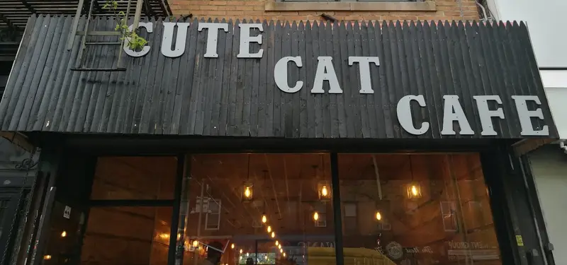Cute Cat Cafe