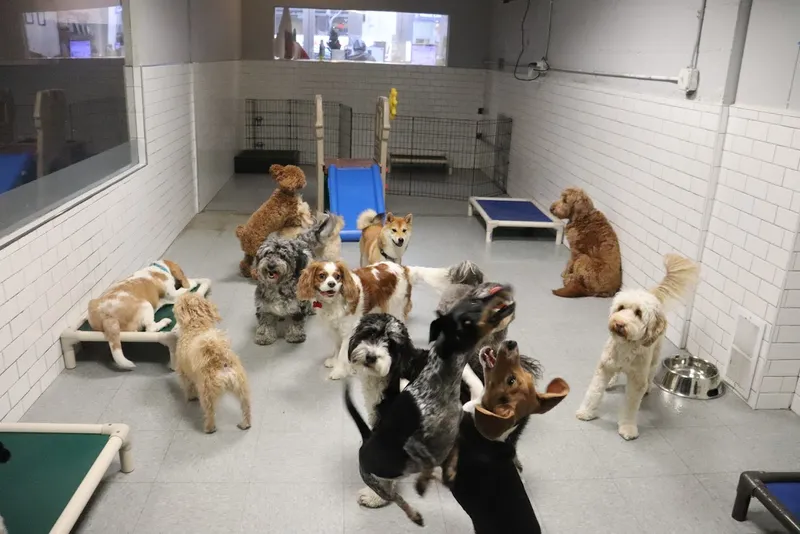 dog groomers Puppy Loft