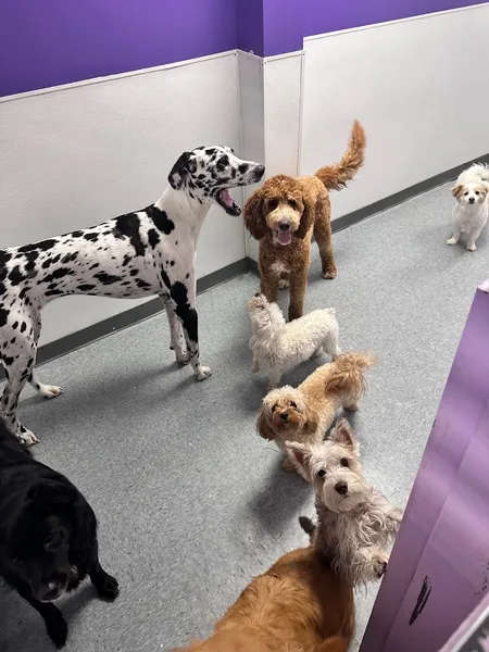 dog groomers Paws In Chelsea