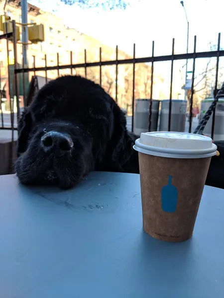 matcha Blue Bottle Coffee in Park Slope