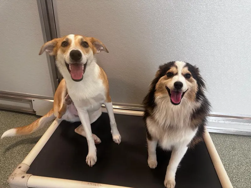 dog groomers pupculture