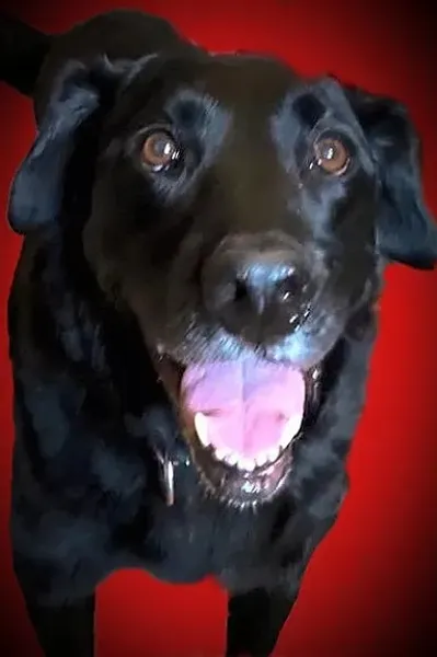 Henry's Helping Paw Dog Training, LLC