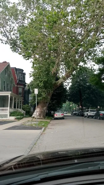 Historical sites Oldest Tree In Buffalo