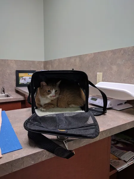Cats & Critters Veterinary Hospital