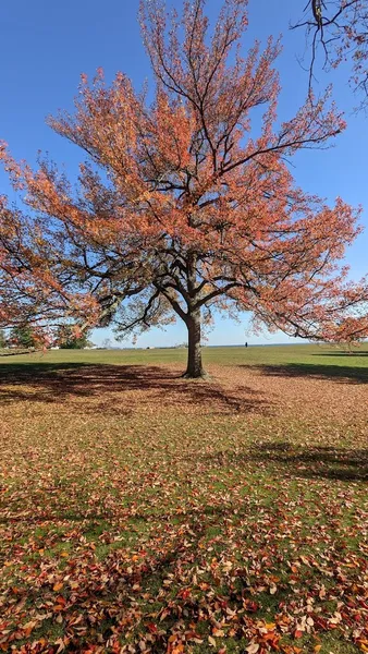 Davenport Park