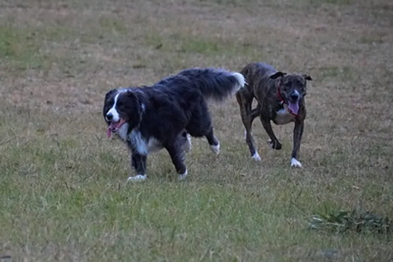 picnic spots Department of General Services Dog Park