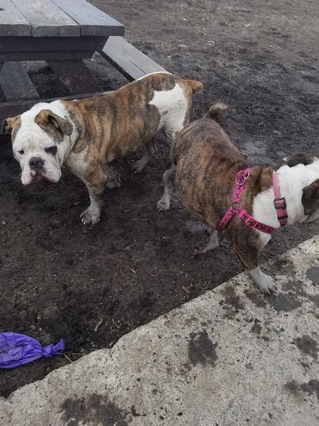 picnic spots Normanskill Farm Dog Park