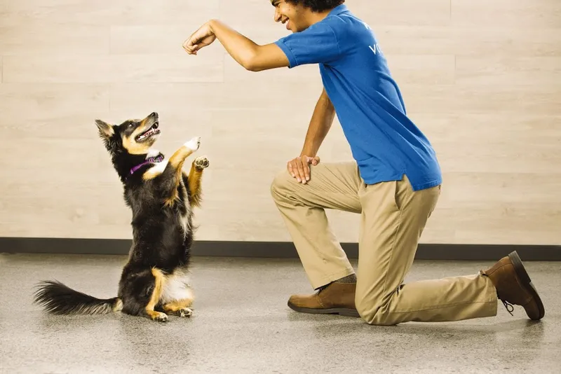 pet stores PetSmart