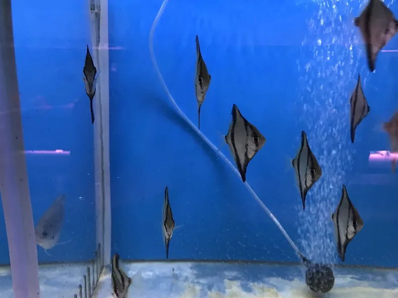 C D Aquarium