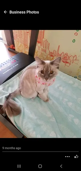 Meow Cat Grooming