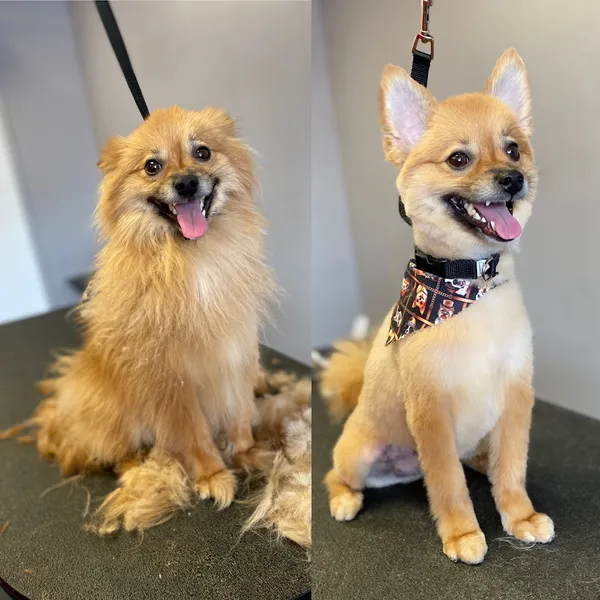 Los Angeles Pet Grooming