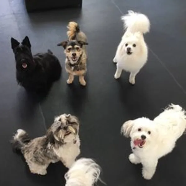 Dog-E-Den Hollywood Dog Daycare Boarding Grooming & Training