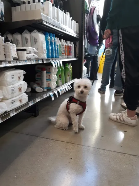 dog groomers Petco