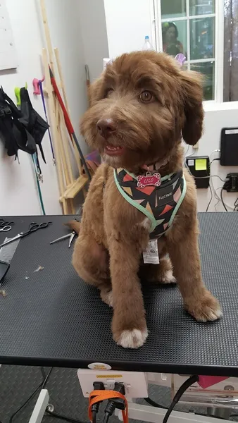 dog groomers Bow and Wow Grooming