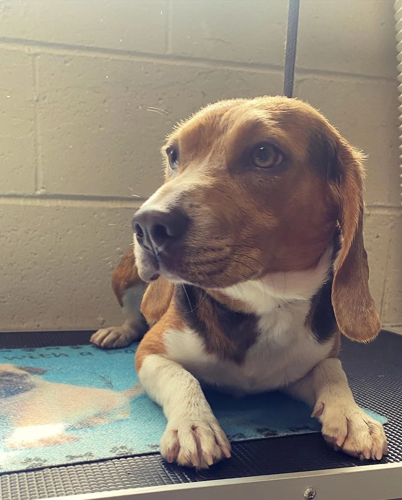 Top 14 dog groomers in Woodland Hills Los Angeles