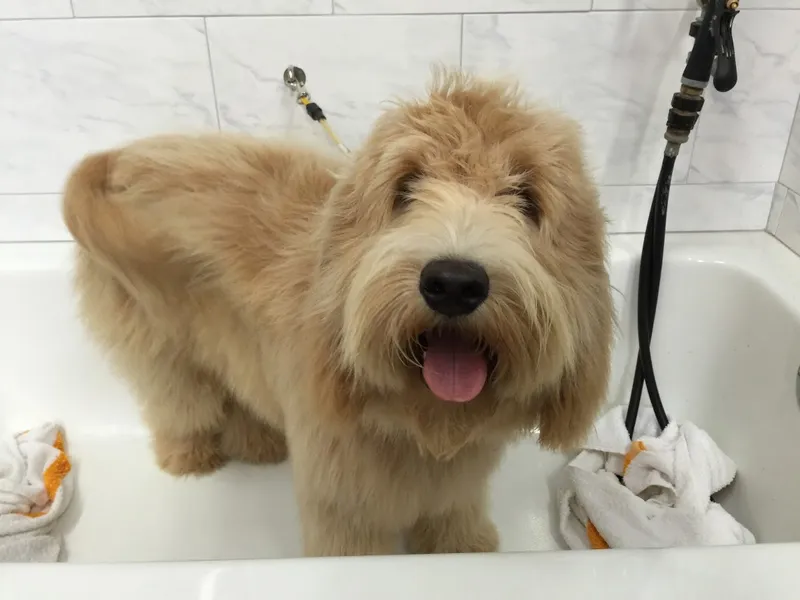 dog groomers Absolute Pawfection