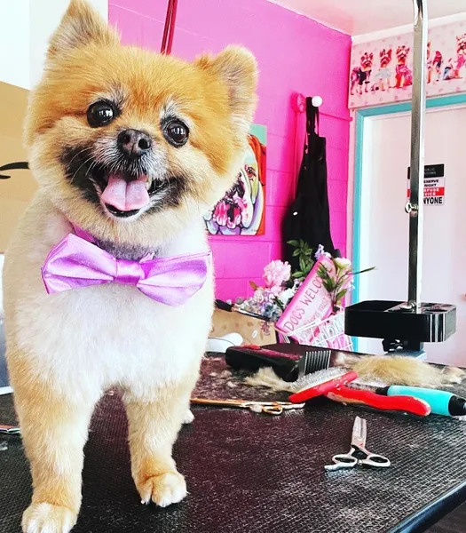 dog groomers Pet Grooming San Diego | Hair of the Dog