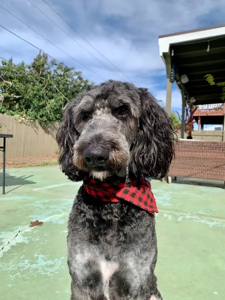 dog groomers Canine Image