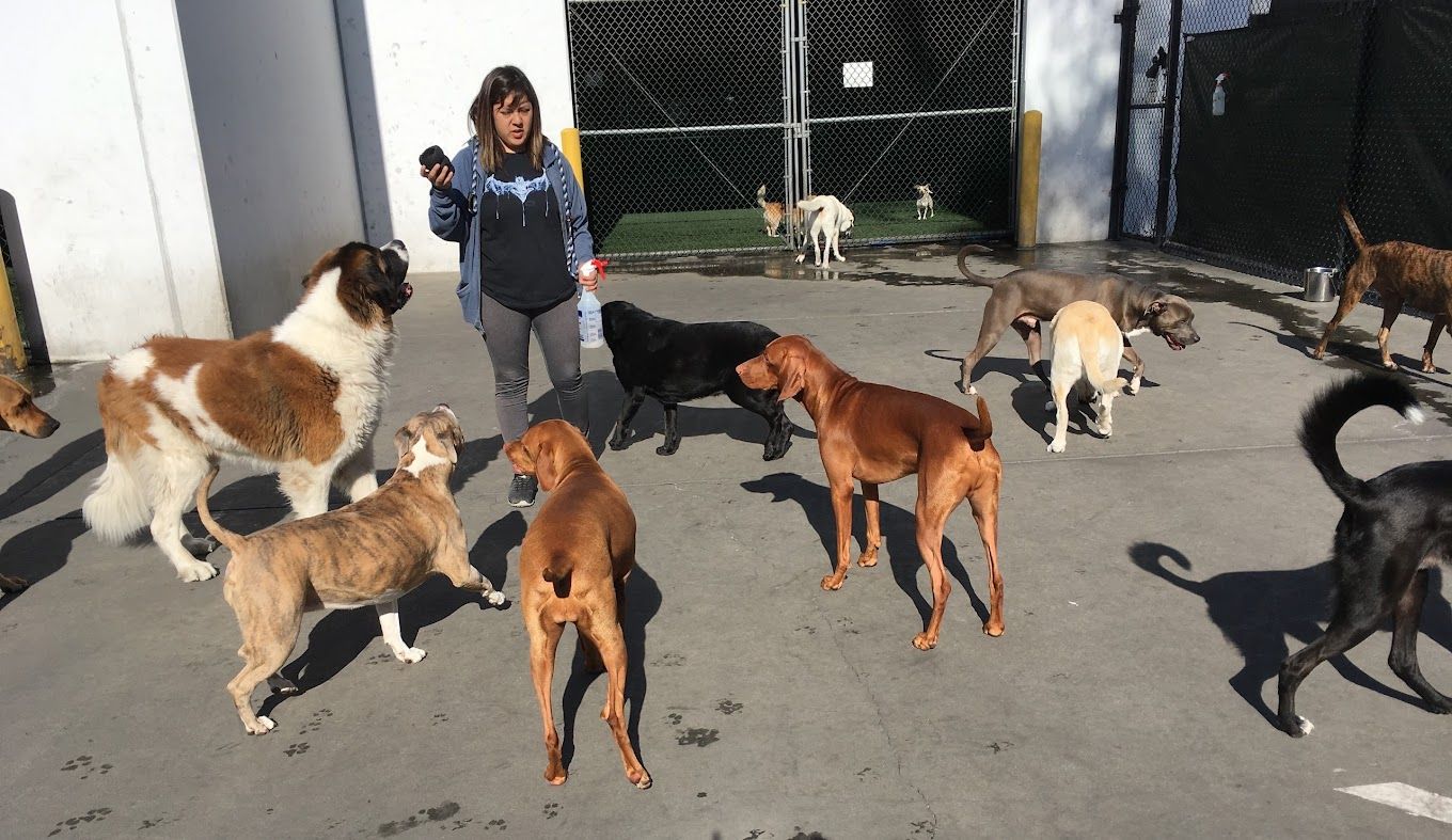 Best of 32 dog groomers in Long Beach