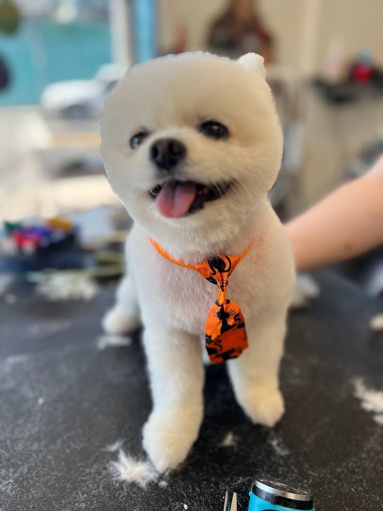 Best of 32 dog groomers in Long Beach