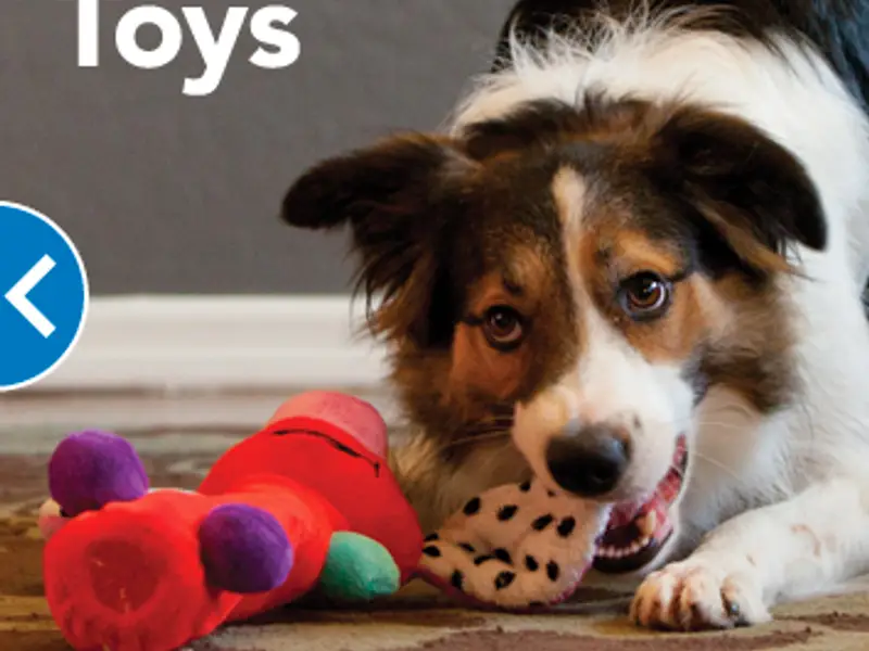 Top 33 Dog Groomers In Fresno top-33-dog-groomers-in-fresno