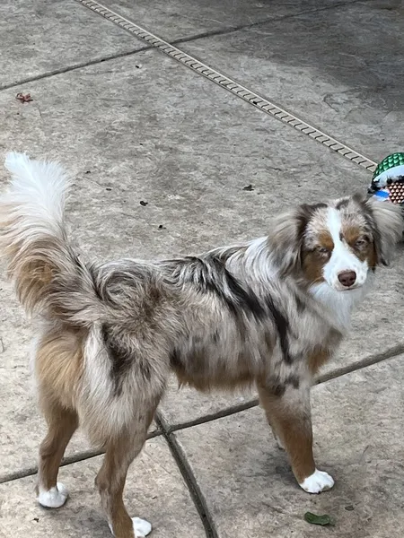 dog groomers Best In Show