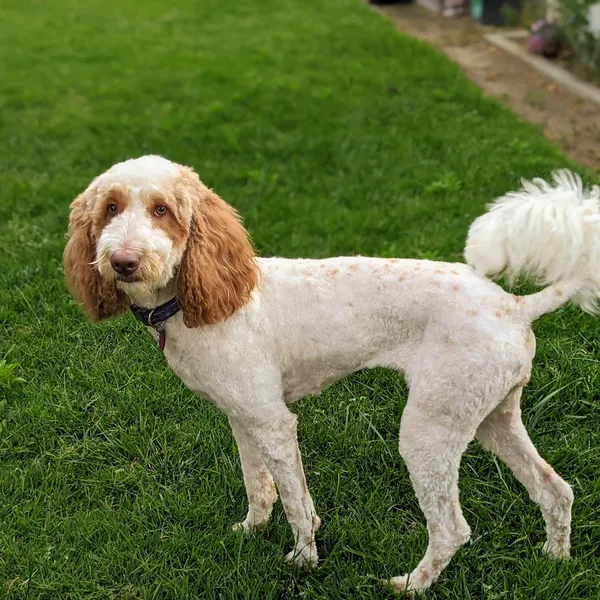 dog groomers Dog Gon' Clean Grooming By Maria