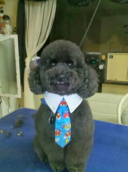 dog groomers 100% Fancy Grooms