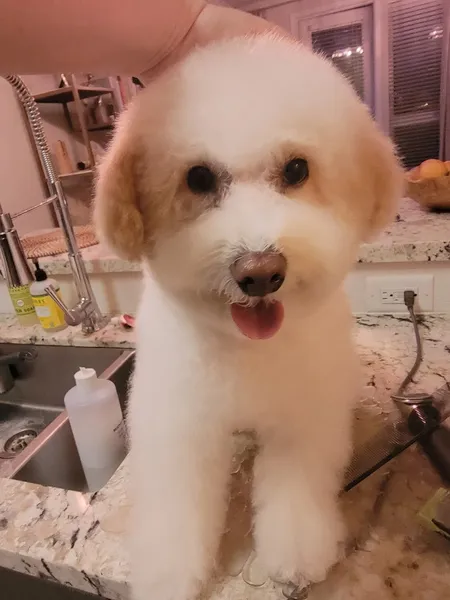 dog groomers Dogs for Love Grooming - House Call Dog Grooming Service