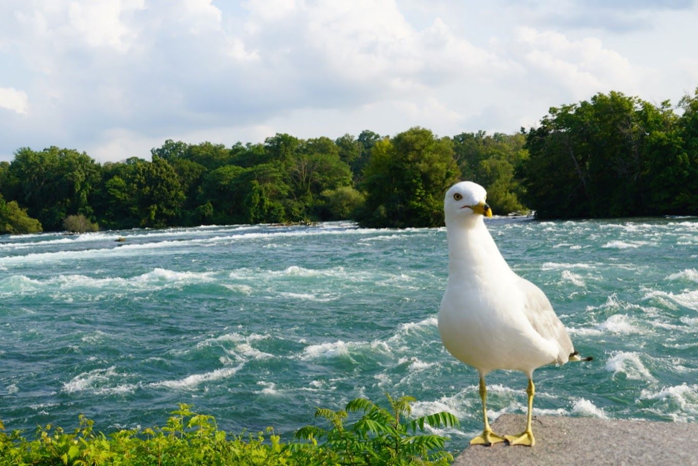 Top 10 photo spots in Niagara Falls