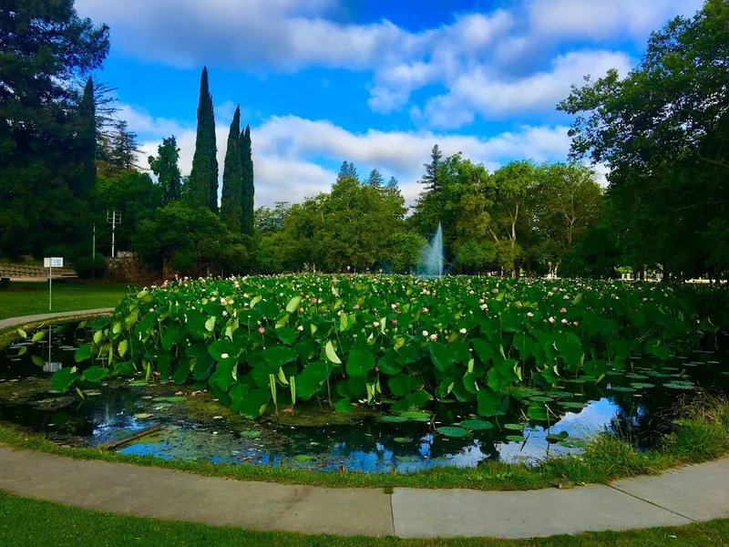 botanical gardens Lotus Garden