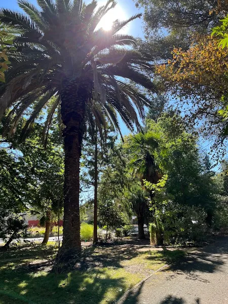 Sacramento State University Arboretum