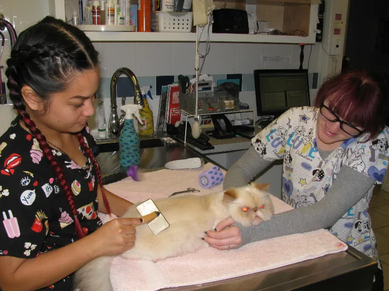 Lincoln Avenue Veterinary Clinic