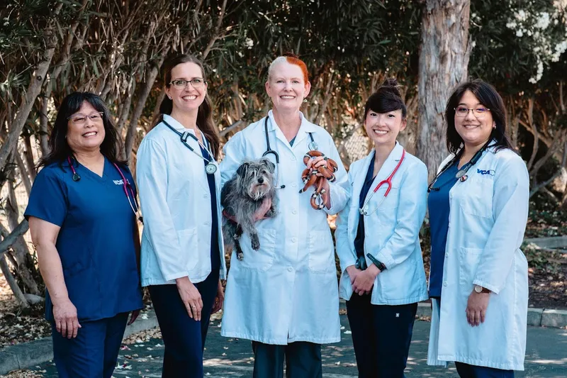 veterinarians VCA Orchard Plaza Animal Hospital