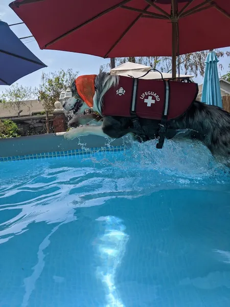 LapdogH2O canine aquatic therapy
