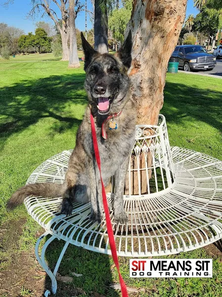 Sit Means Sit Dog Training Long Beach