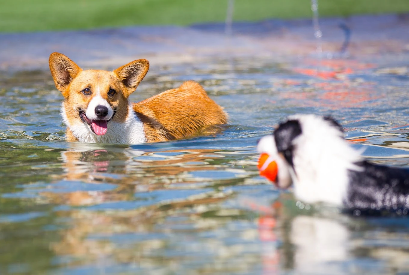 Best of 16 dog training classes in Fresno