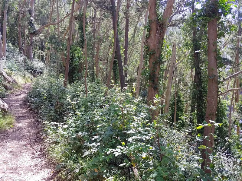 Hiking Trails Edgewood Trail