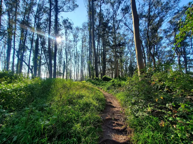 Hiking Trails Mount Sutro Open Space Reserve