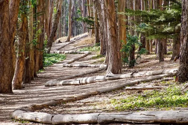 Hiking Trails Wood Line