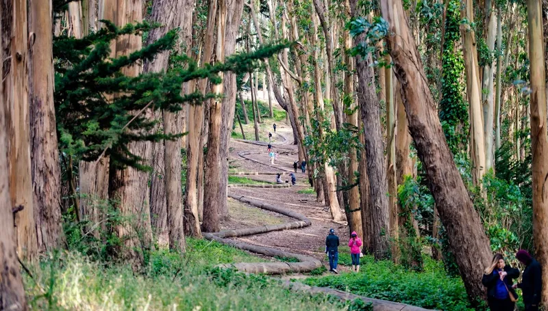 Hiking Trails Lovers’ Lane at the Presidio