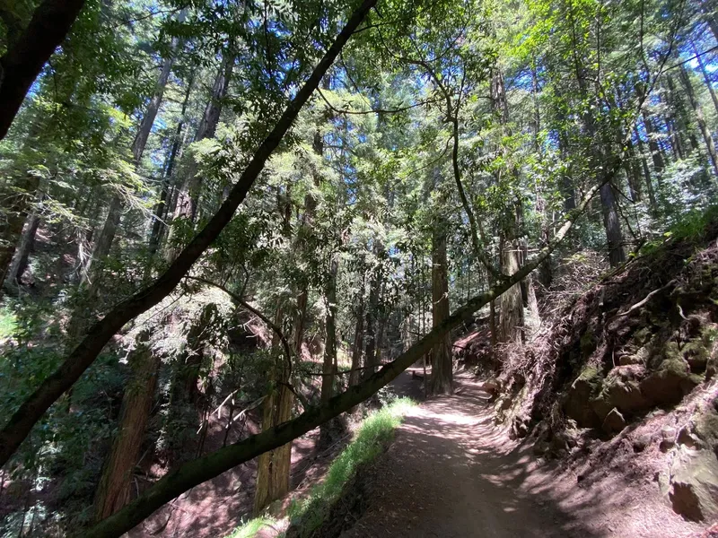 Hiking Trails Redwood Glen Trailhead