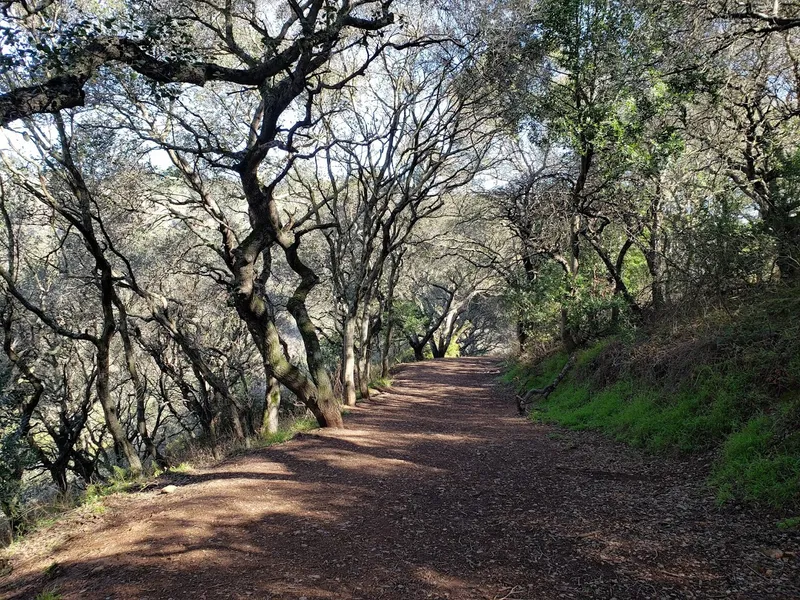 Hiking Trails Leona Canyon Regional Open Space Preserve