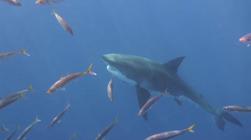 San Diego Shark Diving Expeditions