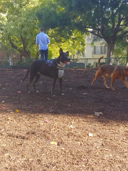 dog parks William S Hart Dog Park