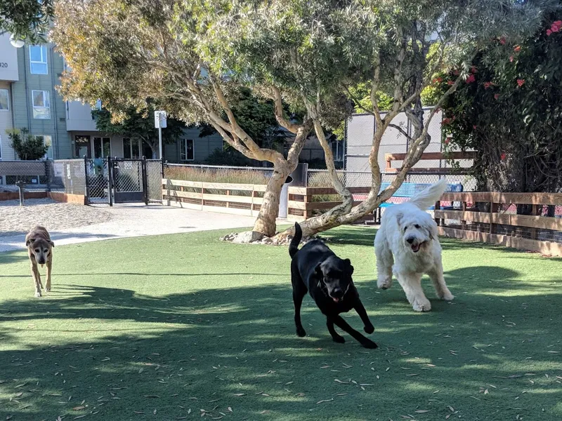 dog parks Berry Street Dog Park