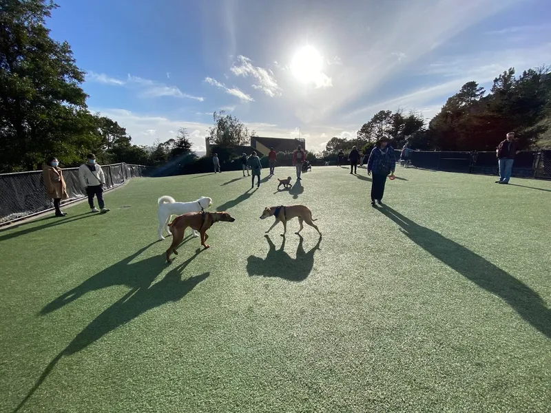 dog parks Walter Haas Dog Park