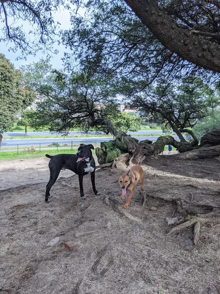 dog parks Head & Brotherhood Dog Play Area